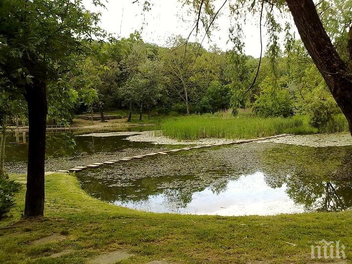 Изнесоха над 40 тона боклуци от лесопарка Липник” край Русе