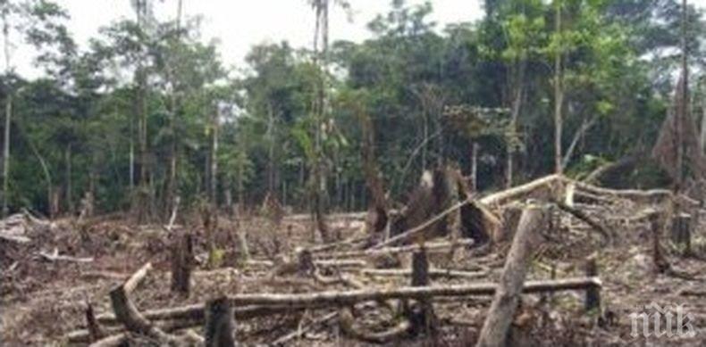 Амазония е изгубила над 10 000 квадратни километра гора само за една година