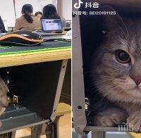 Котарак ходи на училище, не обичал да стои сам