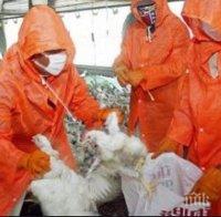 Ново огнище на птичи грип в Япония