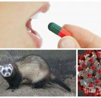 НОВА НАДЕЖДА: Лекарство против грип спира COVID-19