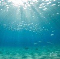 Замърсените океани карат вирусите и токсичните водорасли да се размножават
