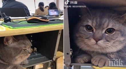 котарак ходи училище обичал стои сам