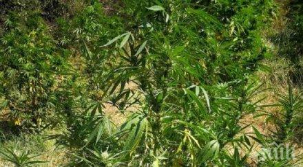 оон извади канабиса списъка опасни наркотици