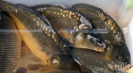 прясна риба морски дарове декември софия