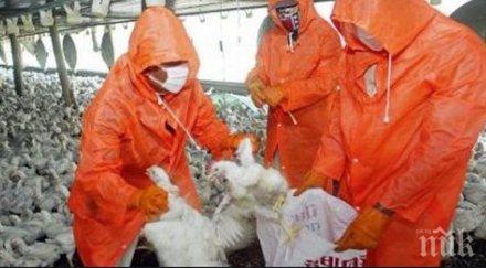 ново огнище птичи грип япония