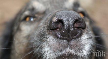 изверг хвърля отрова бургаски квартал трови кучетата