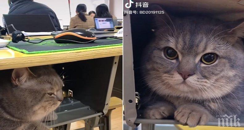 Котарак ходи на училище, не обичал да стои сам