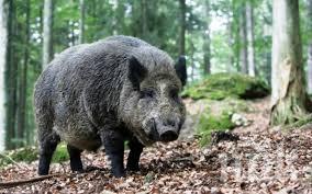 БАБХ отчете 31 положителните проби за Африканска чума по свинете