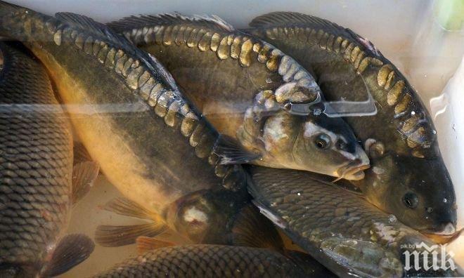 Прясна риба и морски дарове на 5 и 6-ти декември в София 