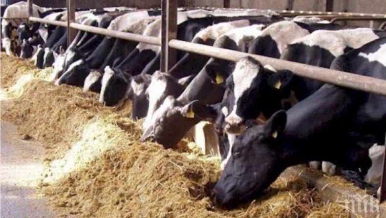 Фонд Земеделие започва изплащането на средствата в подкрепа на животновъдите
