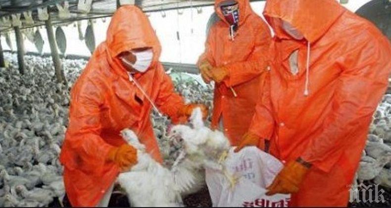 Ново огнище на птичи грип в Япония