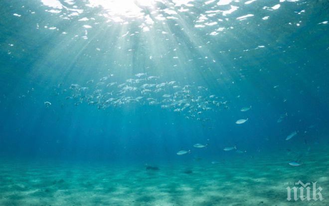 Замърсените океани карат вирусите и токсичните водорасли да се размножават
