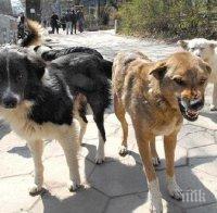 Агресивна глутница бездомни кучета тормози Благоевград