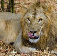 Разкриха как карат COVID-19 болните лъвове