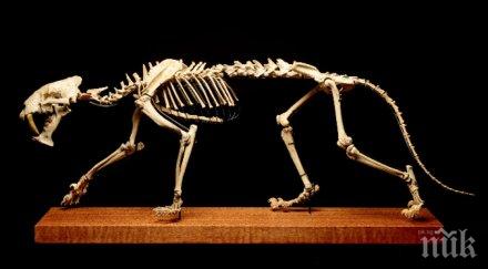 продадоха скелет живял млн години саблезъб тигър 000 долара