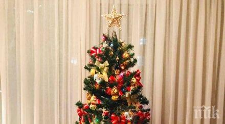 каква елха изберем празниците