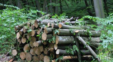 даряват хора нужда конфискувани дърва огрев