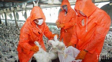 огнище птичи грип украйна