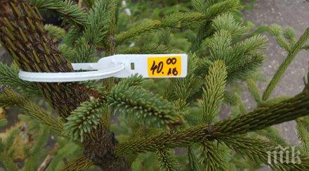 проверяват нелегални елхи пазарите глобата 5000 лева