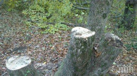 конфискуват каруци моторни триони нелегални секачи