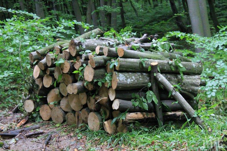 Даряват на хора в нужда конфискувани дърва за огрев