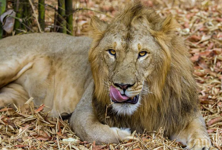 ЮАР забранява отглеждането на лъвове в плен, но не и ловуването