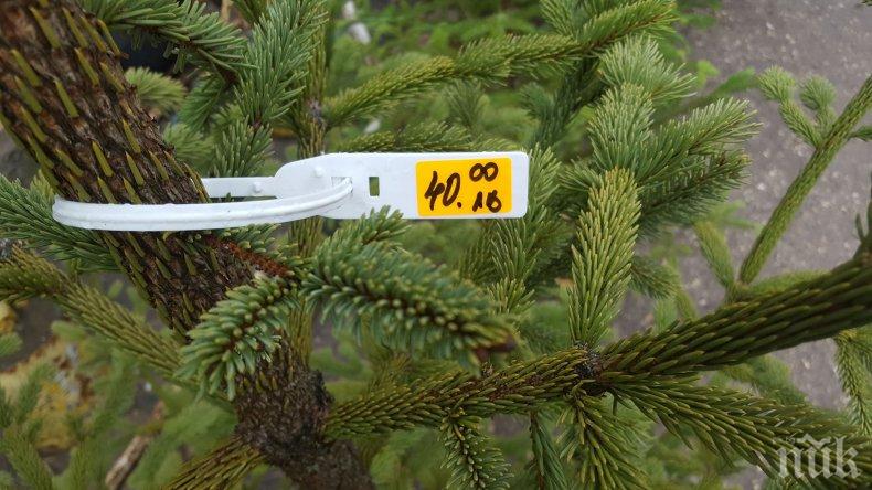 Проверяват за нелегални елхи по пазарите, глобата е до 5000 лева