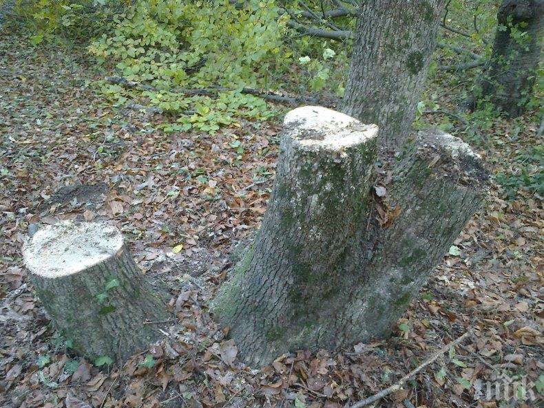 Конфискуват каруци и моторни триони на нелегални секачи