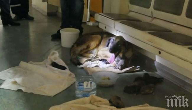 Приютиха 200 животни от метрото на Москва