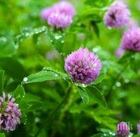 Британски учени предлагат средство за спиране на косопада