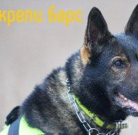 Единственото куче, което открива отрови у нас, има нужда от помощ