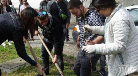 садят японски вишни декоративни сливи големия варненски район