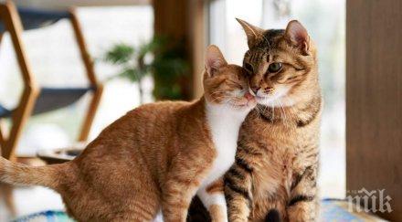 цветът котката влияе съдбата