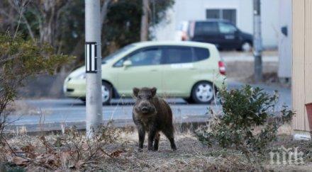 глигани пуснаха разходка улиците турския курорт мармарис