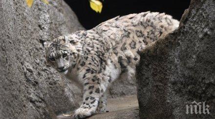 covid подбира зарази снежните леопарди