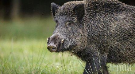 възстановява българия млн лева разходвани борба ачс 2020 година