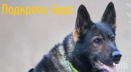 единственото куче открива отрови нас нужда помощ