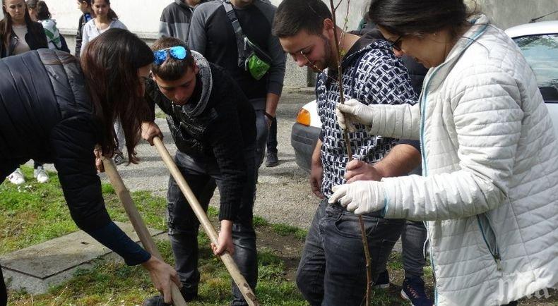 Садят японски вишни и декоративни сливи в най-големия варненски район