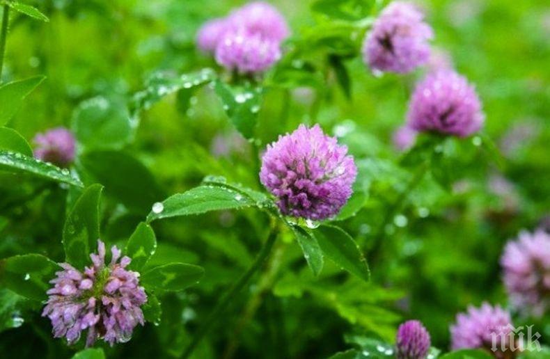 Британски учени предлагат средство за спиране на косопада