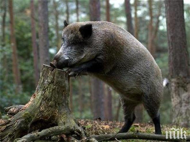 Ловци са се натръшкали с трихинелоза, яли месо от дива свиня