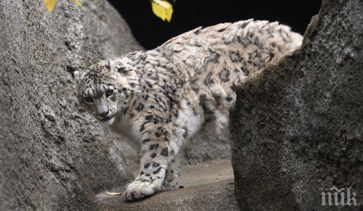 COVID-19 не подбира - зарази и снежните леопарди