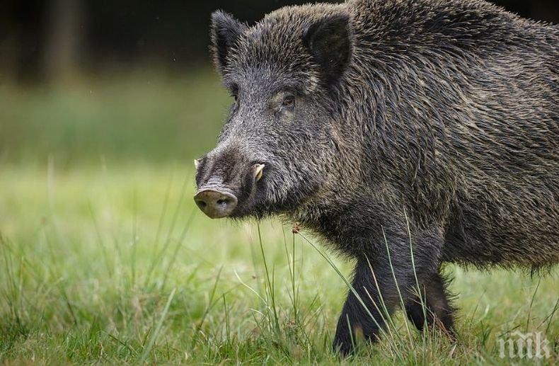 ЕК възстановява на България над 15 млн. лева, разходвани за борба с АЧС през 2020 година
