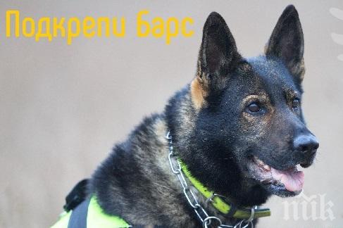 Единственото куче, което открива отрови у нас, има нужда от помощ