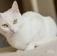 ЗНАК ОТ СЪДБАТА: Какво означава, ако бяла котка пресече пътя ви?