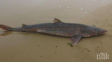 пик морето изхвърли умряла акула плажа варна снимки