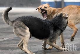 ужасяващо кучета самоизяждат затворени боксониера столичния сухата река