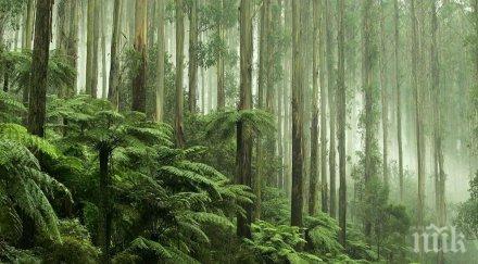 еко акция франция засажда милиона дървета решили какви