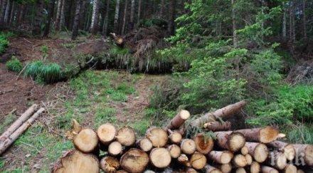 скандал изсичат борова гора варна