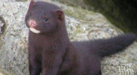 сефте откриха covid диво животно свобода